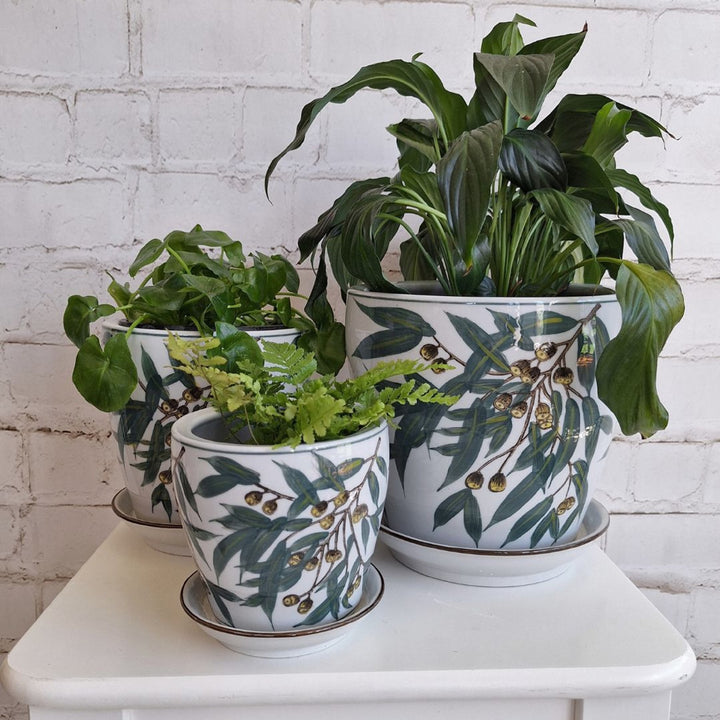 PLANTER GUMNUT W/S [SZ:1/4 (12.5 X 11.5CM)]