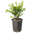 Load image into Gallery viewer, BUXUS JAPONICA BUSH [SZ:30CM POT]
