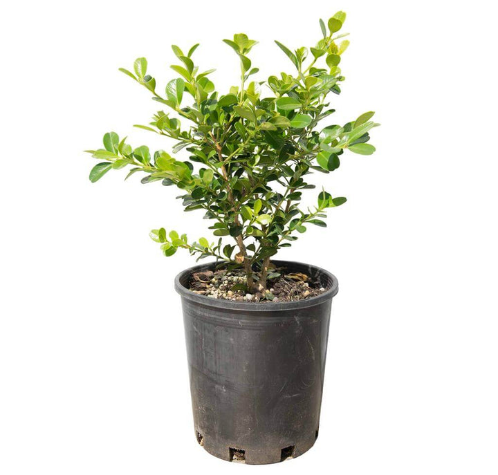 BUXUS JAPONICA BUSH [SZ:30CM POT]