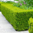 Load image into Gallery viewer, BUXUS JAPONICA BUSH [SZ:30CM POT]
