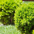 Load image into Gallery viewer, BUXUS JAPONICA BUSH [SZ:30CM POT]
