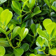 Load image into Gallery viewer, BUXUS JAPONICA BUSH [SZ:30CM POT]
