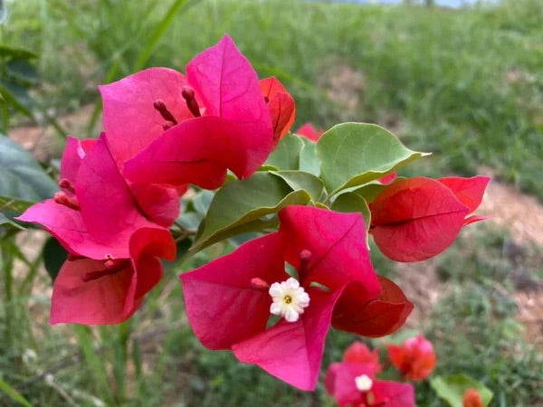 BOUGAINVILLEA SCARLET GLORY [SZ:30CM POT]