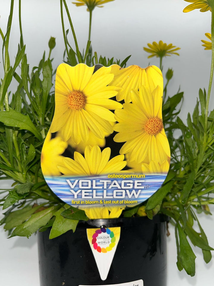 OSTEOSPERMUM VOLTAGE YELLOW [SZ:14CM POT]