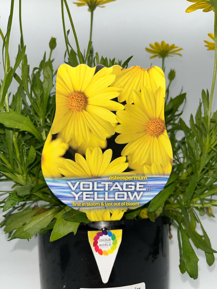 OSTEOSPERMUM VOLTAGE YELLOW [SZ:14CM POT]