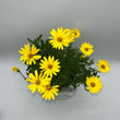 Load image into Gallery viewer, OSTEOSPERMUM VOLTAGE YELLOW [SZ:14CM POT]
