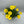 Load image into Gallery viewer, OSTEOSPERMUM VOLTAGE YELLOW [SZ:14CM POT]
