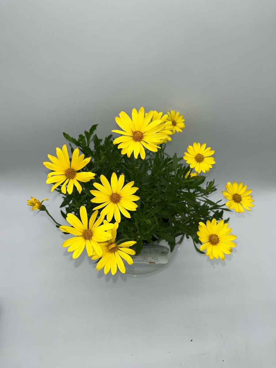 OSTEOSPERMUM VOLTAGE YELLOW [SZ:14CM POT]