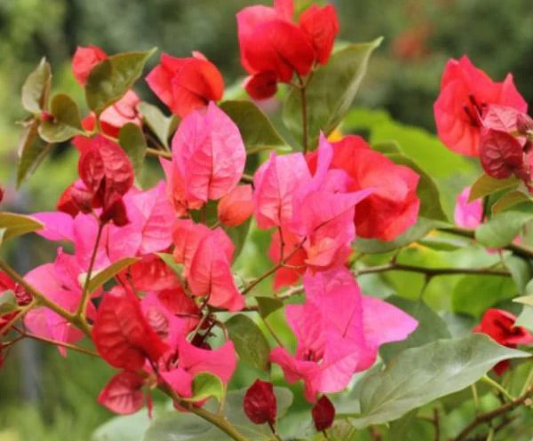 BOUGAINVILLEA SCARLET O'HARA [SZ:30CM POT]
