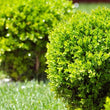 Load image into Gallery viewer, BUXUS MICRO JAPONICA BUSH [SZ:14CM POT]
