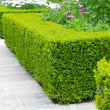 Load image into Gallery viewer, BUXUS MICRO JAPONICA BUSH [SZ:14CM POT]
