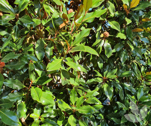 MAGNOLIA KAY PARRIS [SZ:20CM POT]