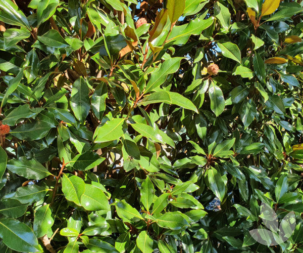 MAGNOLIA KAY PARRIS [SZ:20CM POT]