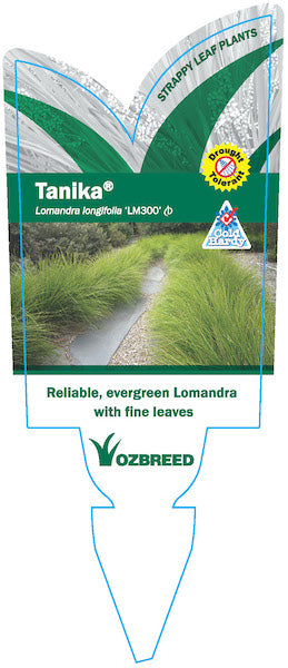 LOMANDRA LONGIFOLIA TANIKA [SZ:14CM POT]