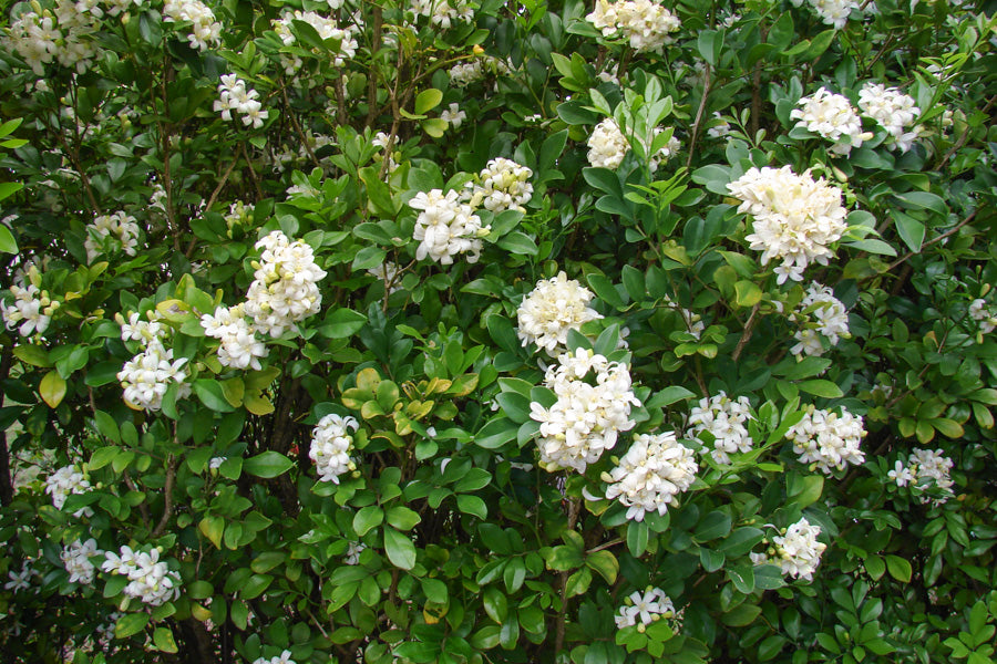 MURRAYA PANICULATA – Honeysuckle Garden