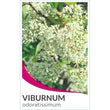 Load image into Gallery viewer, VIBURNUM ODORATISSIMUM [SZ:20CM POT]
