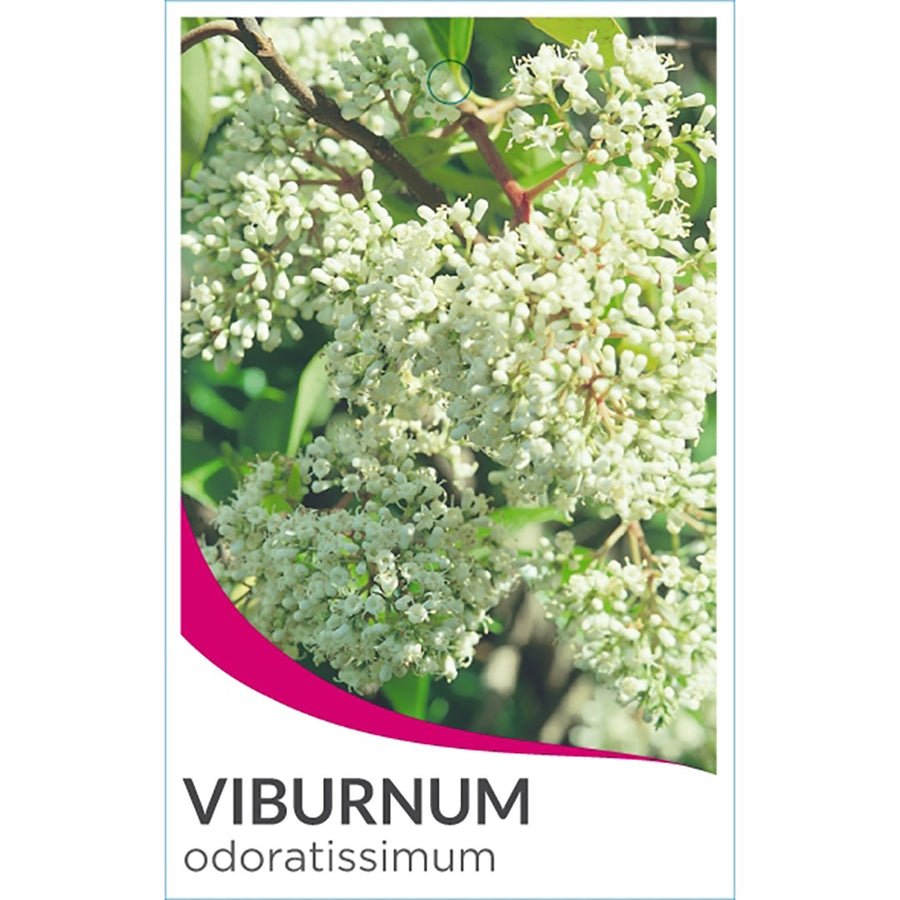 VIBURNUM ODORATISSIMUM [SZ:20CM POT]