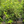 Load image into Gallery viewer, VIBURNUM ODORATISSIMUM [SZ:20CM POT]

