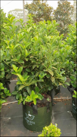 VIBURNUM ODORATISSIMUM [SZ:20CM POT]