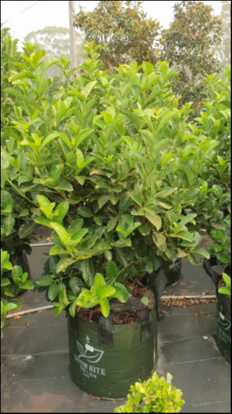 VIBURNUM ODORATISSIMUM [SZ:20CM POT]