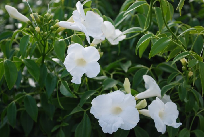 PANDOREA JAS. ALBA LADY DI [SZ:25CM POT]
