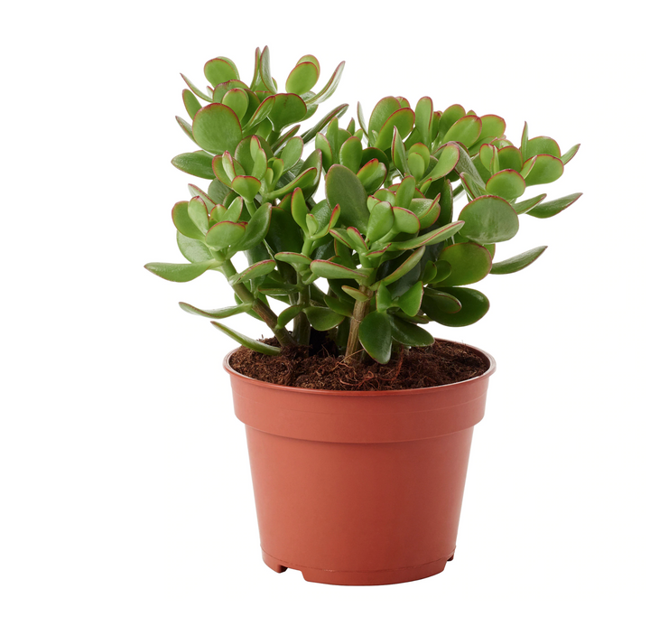 CRASSULA OVATA [SZ:14CM POT]