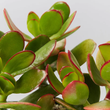 Load image into Gallery viewer, CRASSULA OVATA [SZ:14CM POT]
