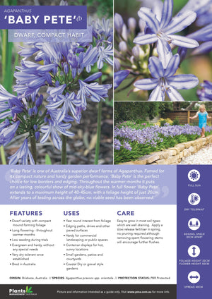 AGAPANTHUS BABY PETE
