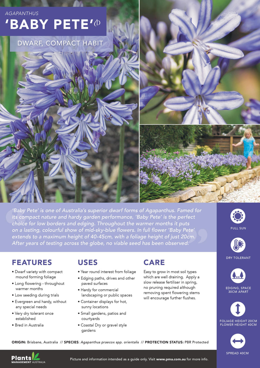 AGAPANTHUS BABY PETE
