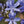 Load image into Gallery viewer, AGAPANTHUS BABY PETE
