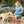 Load image into Gallery viewer, AGAPANTHUS BABY PETE
