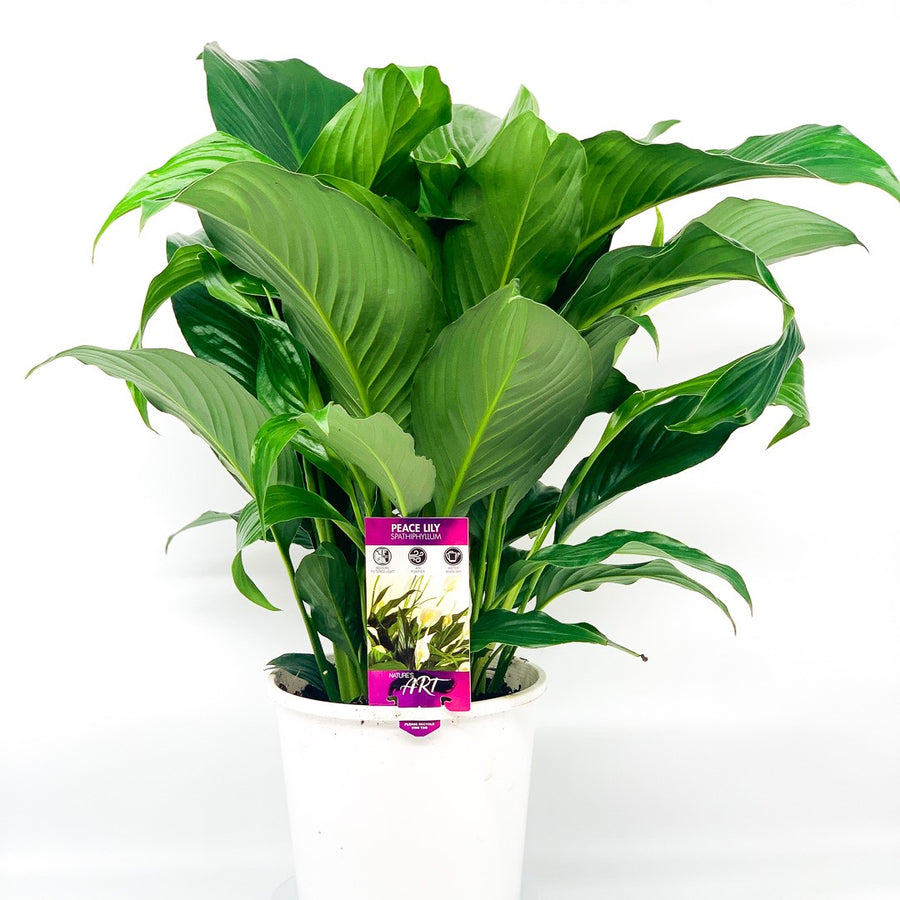 SPATHIPHYLLUM PREMIUM