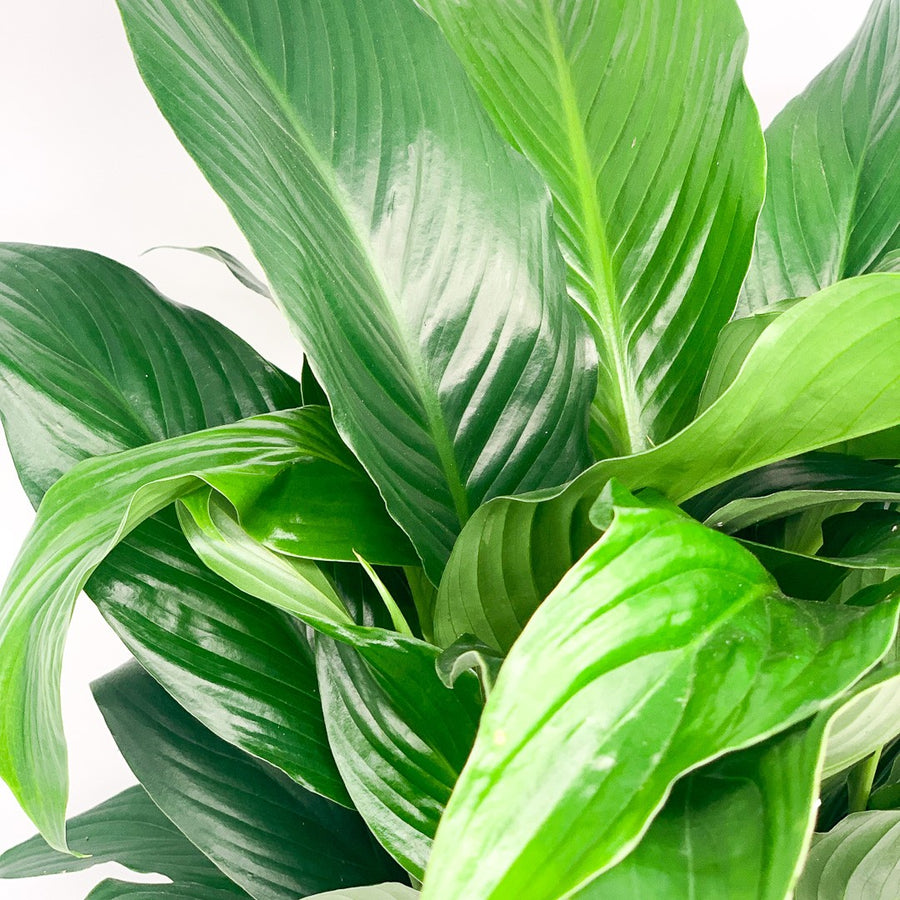 SPATHIPHYLLUM PREMIUM