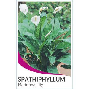 SPATHIPHYLLUM PREMIUM