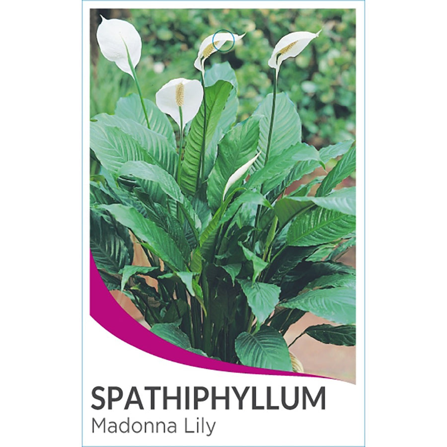 SPATHIPHYLLUM PREMIUM