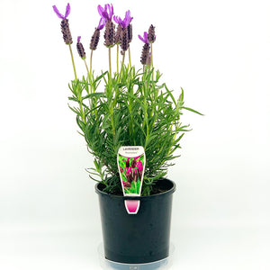 LAVANDULA AVONVIEW