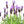 Load image into Gallery viewer, LAVANDULA AVONVIEW
