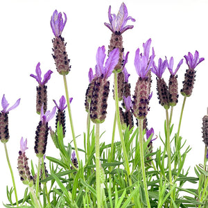 LAVANDULA AVONVIEW