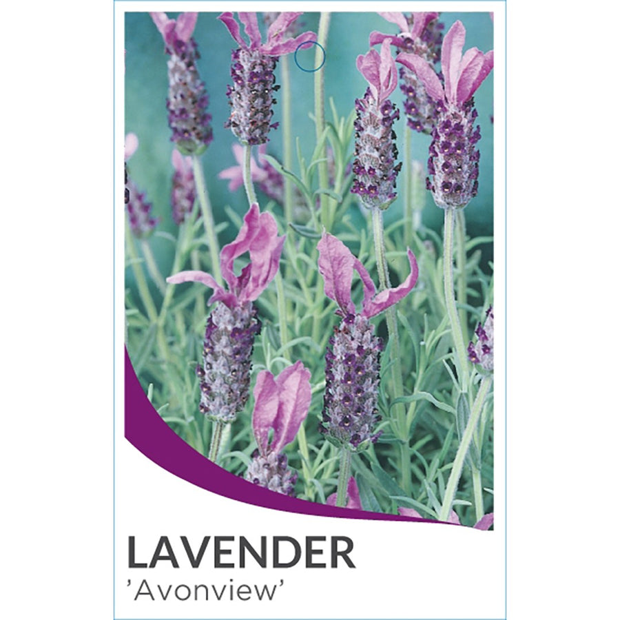 LAVANDULA AVONVIEW