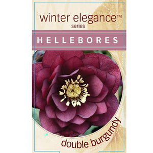 HELLEBORUS DOUBLE BURGUNDY 14CM