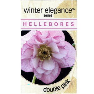 HELLEBORUS DOUBLE PINK 14CM