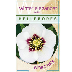 HELLEBORUS SINGLE WHITE RUBY 14CM