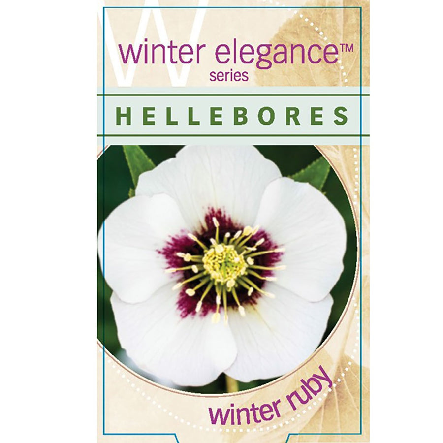 HELLEBORUS SINGLE WHITE RUBY 14CM