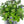 Load image into Gallery viewer, EVOLVULUS BLUE MY MIND 14CM
