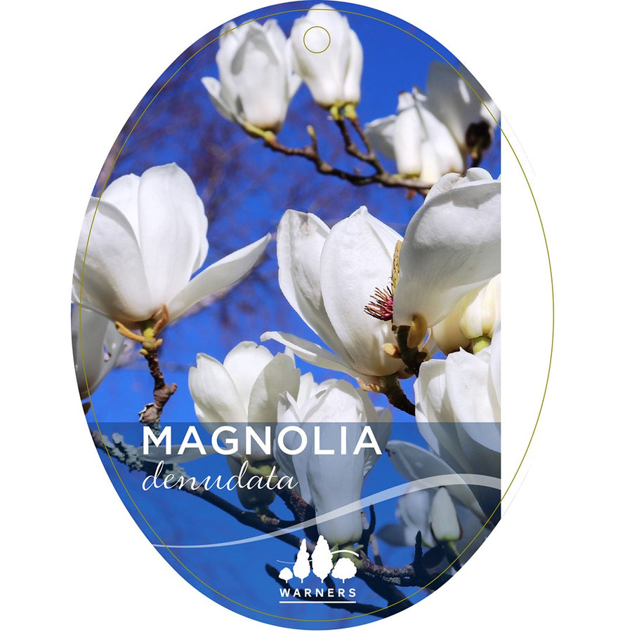 MAGNOLIA DENUDATA