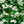 Load image into Gallery viewer, TRACHELOSPERMUM JASMINOIDES
