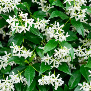 TRACHELOSPERMUM JASMINOIDES