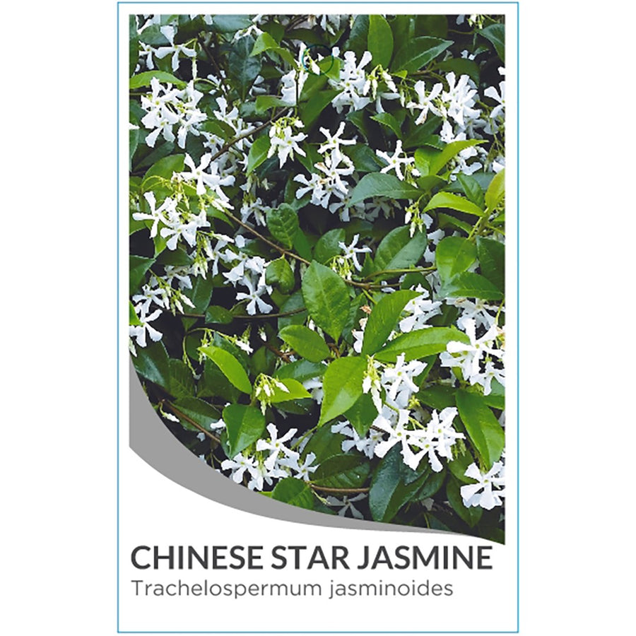 TRACHELOSPERMUM JASMINOIDES