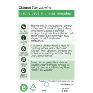 TRACHELOSPERMUM JASMINOIDES