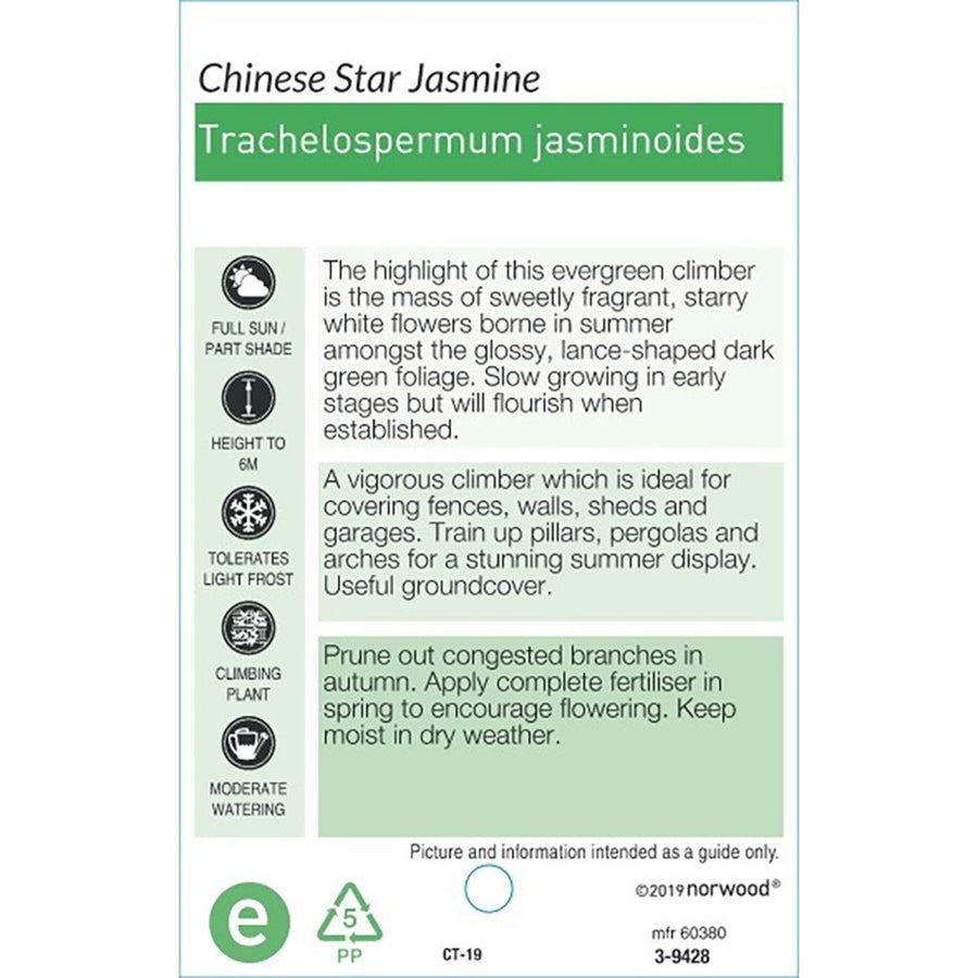 TRACHELOSPERMUM JASMINOIDES